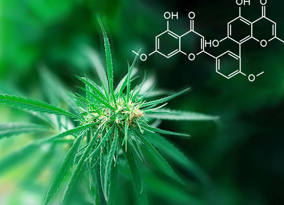 新宝GG「创造奇迹的游戏平台」